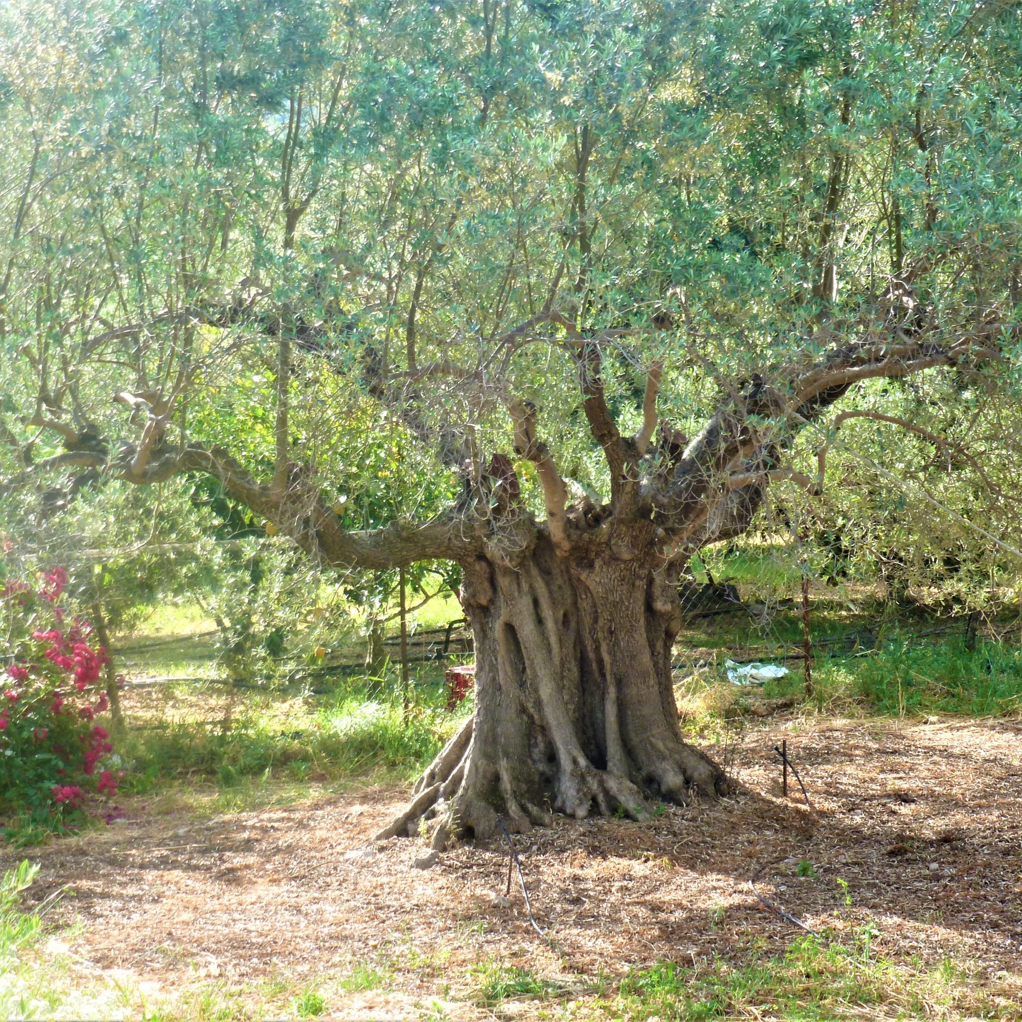 Uitzicht vanaf terras op oude olijfboom