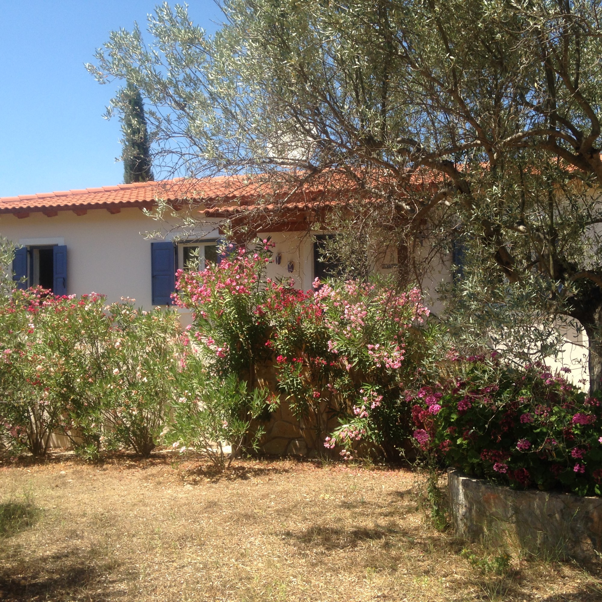 Oleanders voorzijde huis